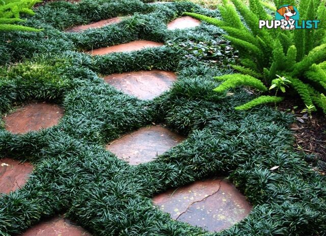 Dwarf / Mini Mondo Grass $80.00 including delivery Australia-Wide