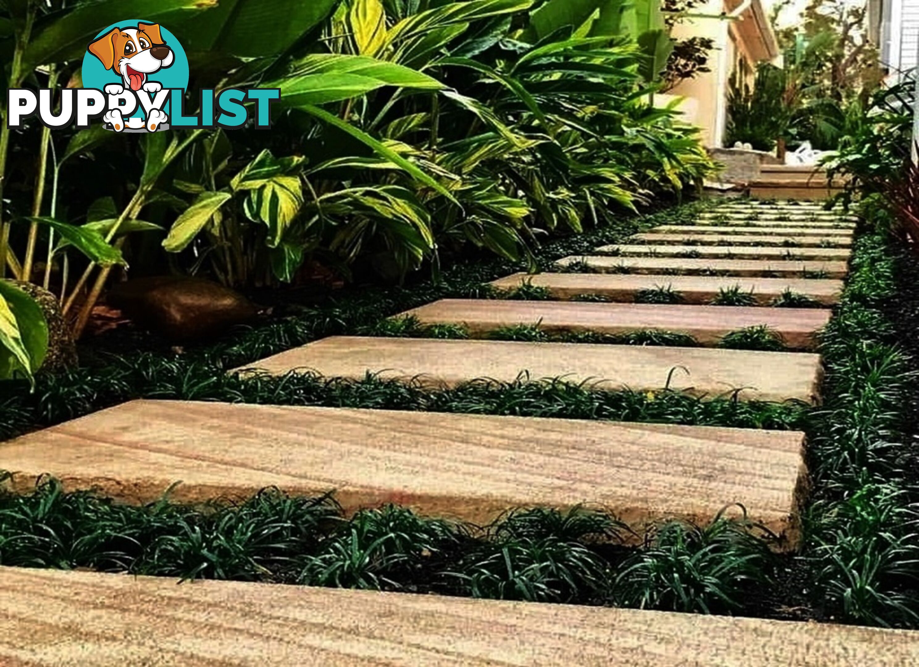 Dwarf / Mini Mondo Grass $80.00 including delivery Australia-Wide
