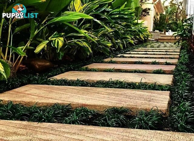 Dwarf / Mini Mondo Grass $80.00 including delivery Australia-Wide