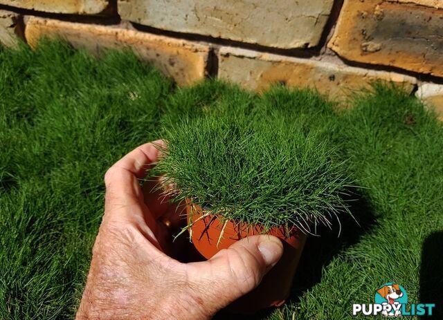 10 x 100mm Pots Korean No Mow Grass $70.00 Free Express Delivery.