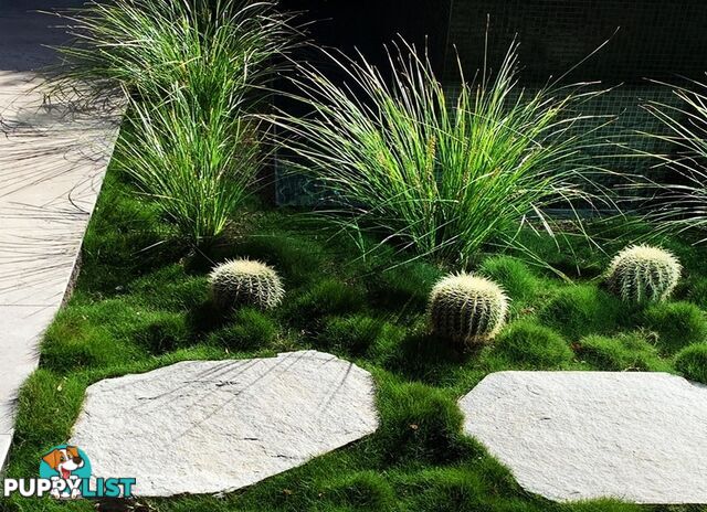 10 x 100mm Pots Korean No Mow Grass $70.00 Free Express Delivery.