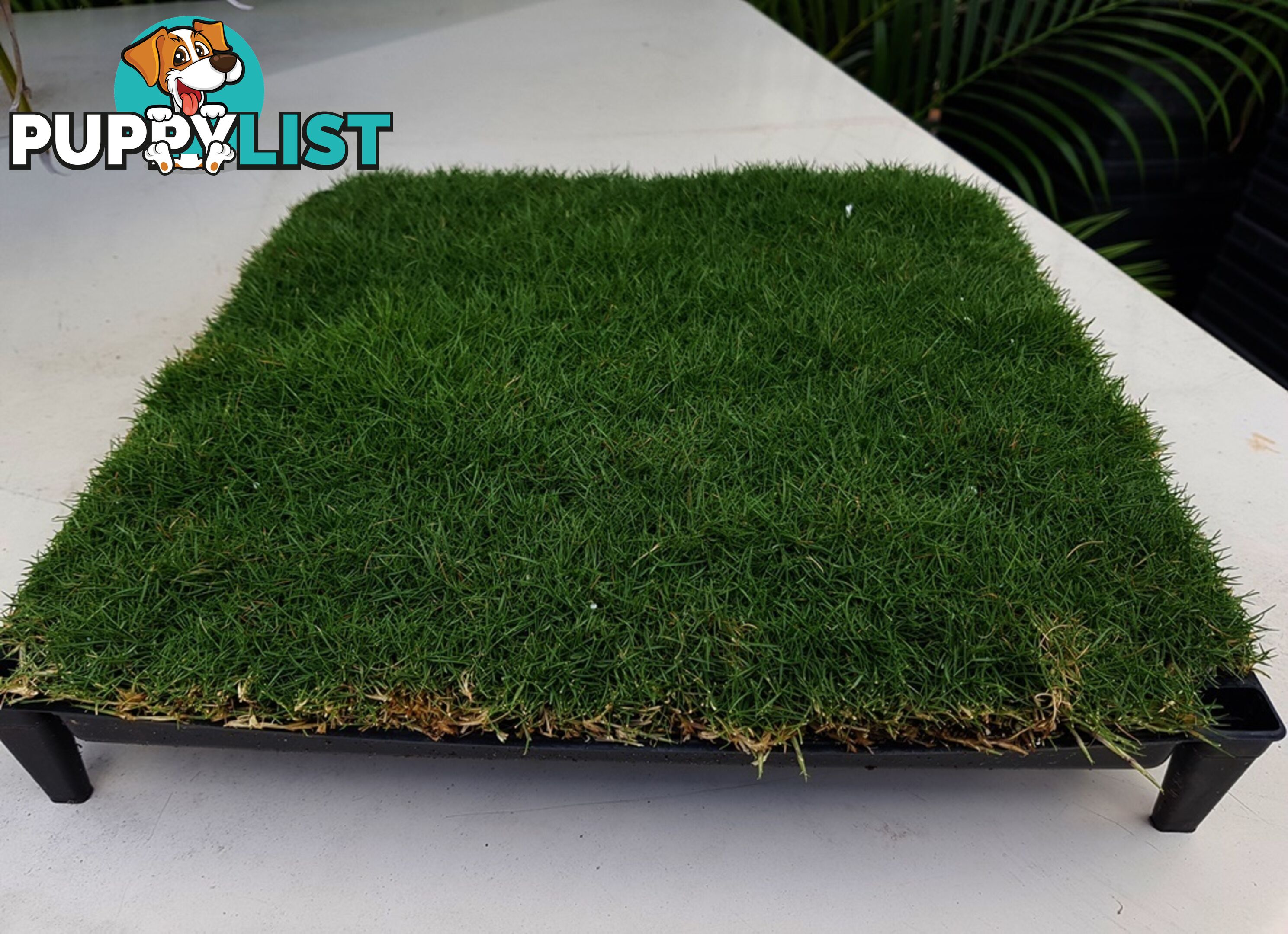 Trays of Korean Petting Grass (No Mow) $49 per Tray Free Postage