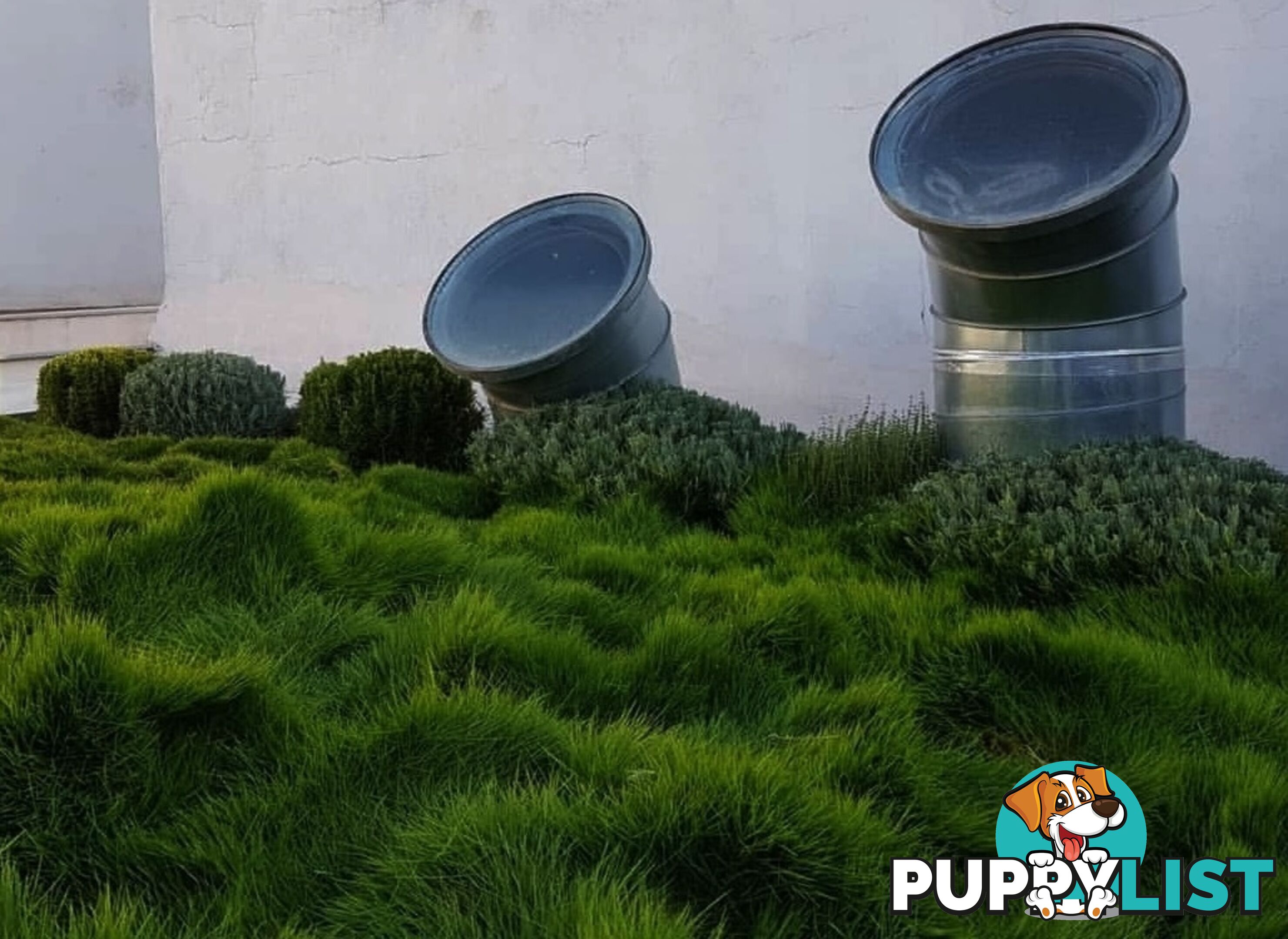 Trays of Korean Petting Grass (No Mow) $49 per Tray Free Postage