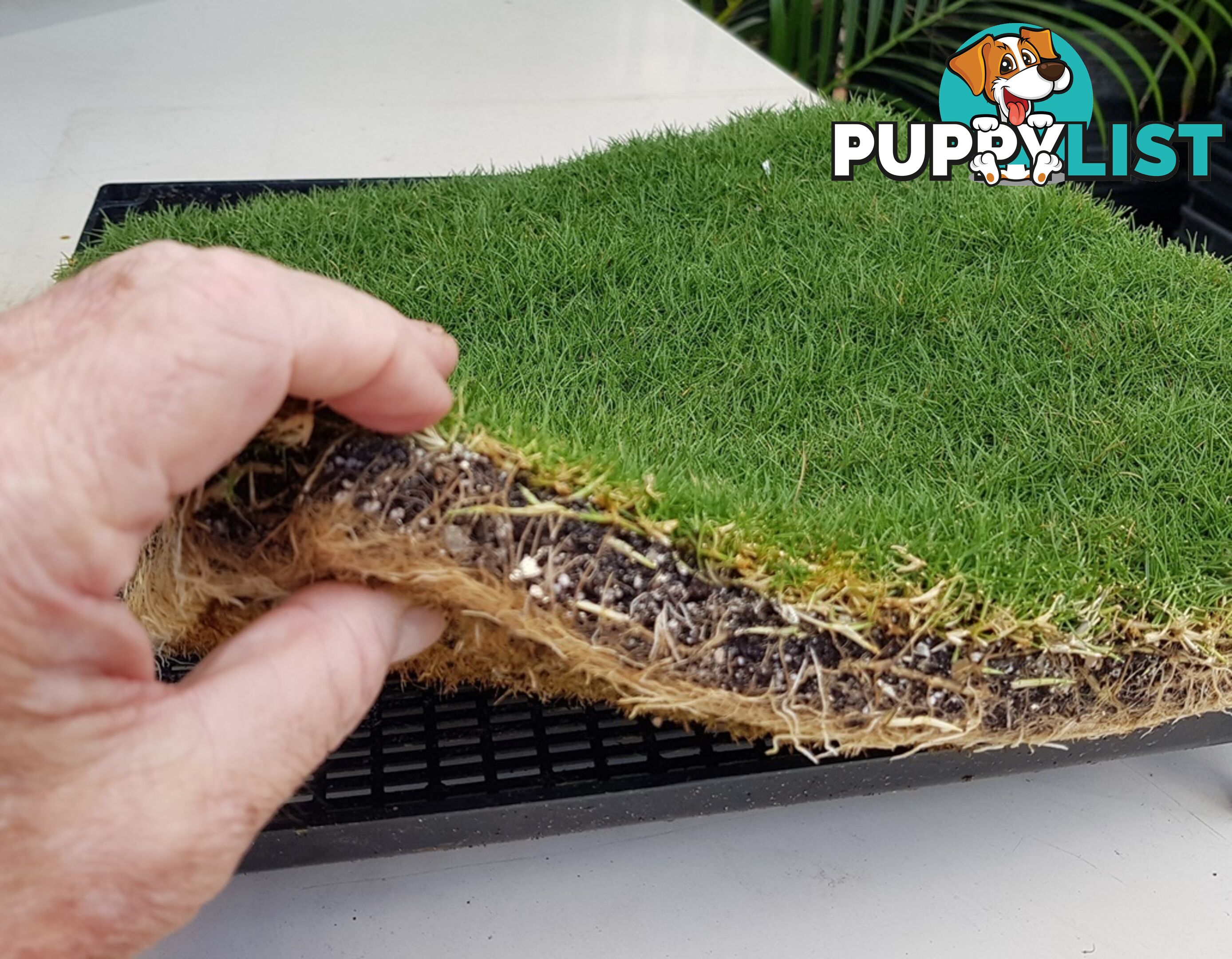 Trays of Korean Petting Grass (No Mow) $49 per Tray Free Postage