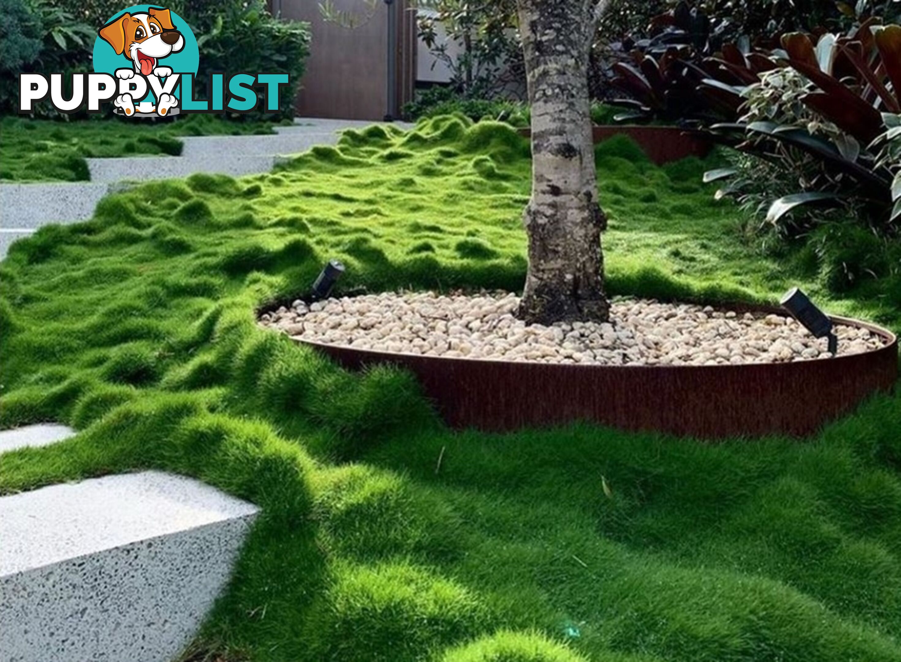 Trays of Korean Petting Grass (No Mow) $49 per Tray Free Postage