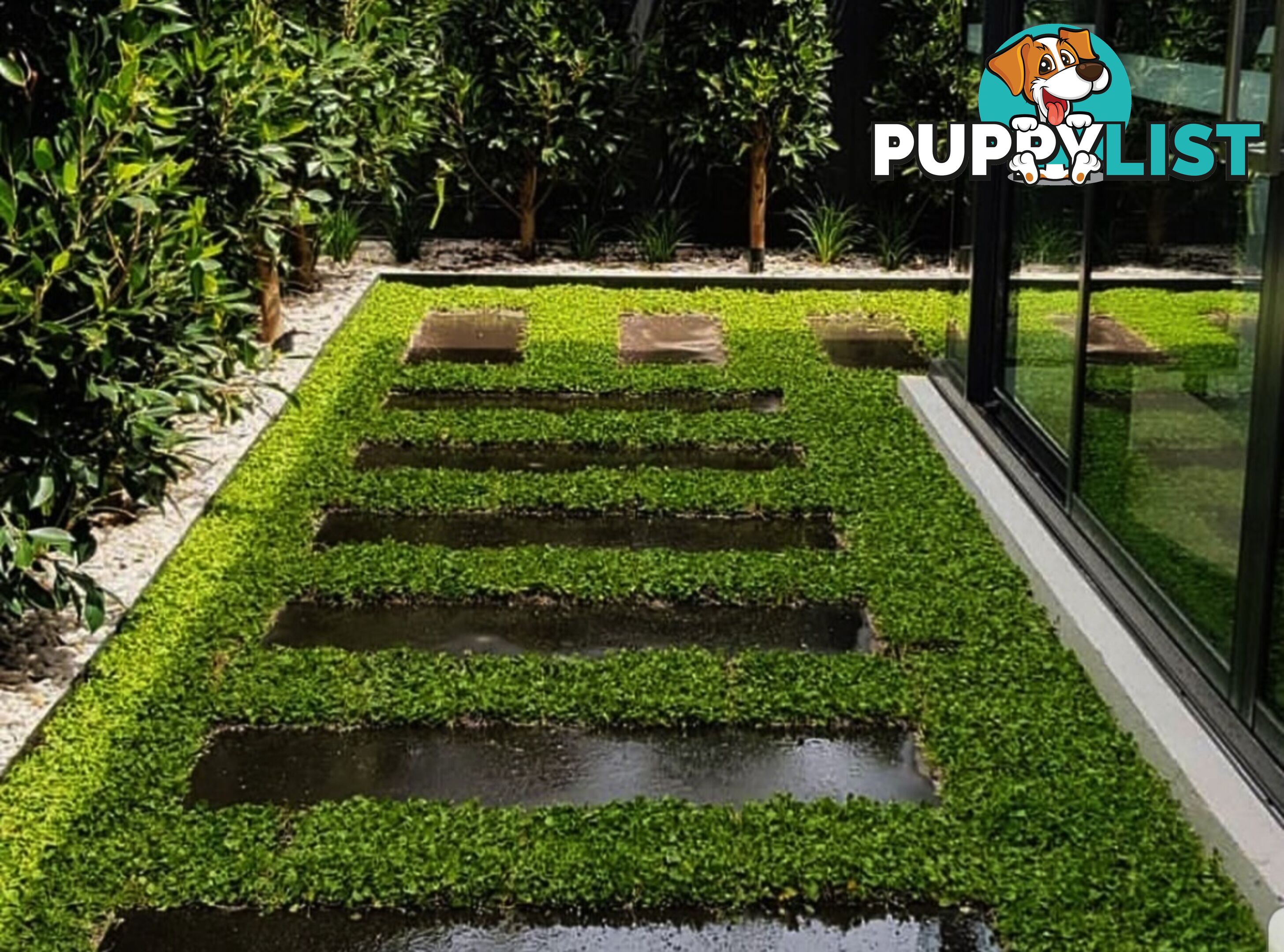 Trays of Dichondra Repens - A Lawn that does not require Mowing!!!