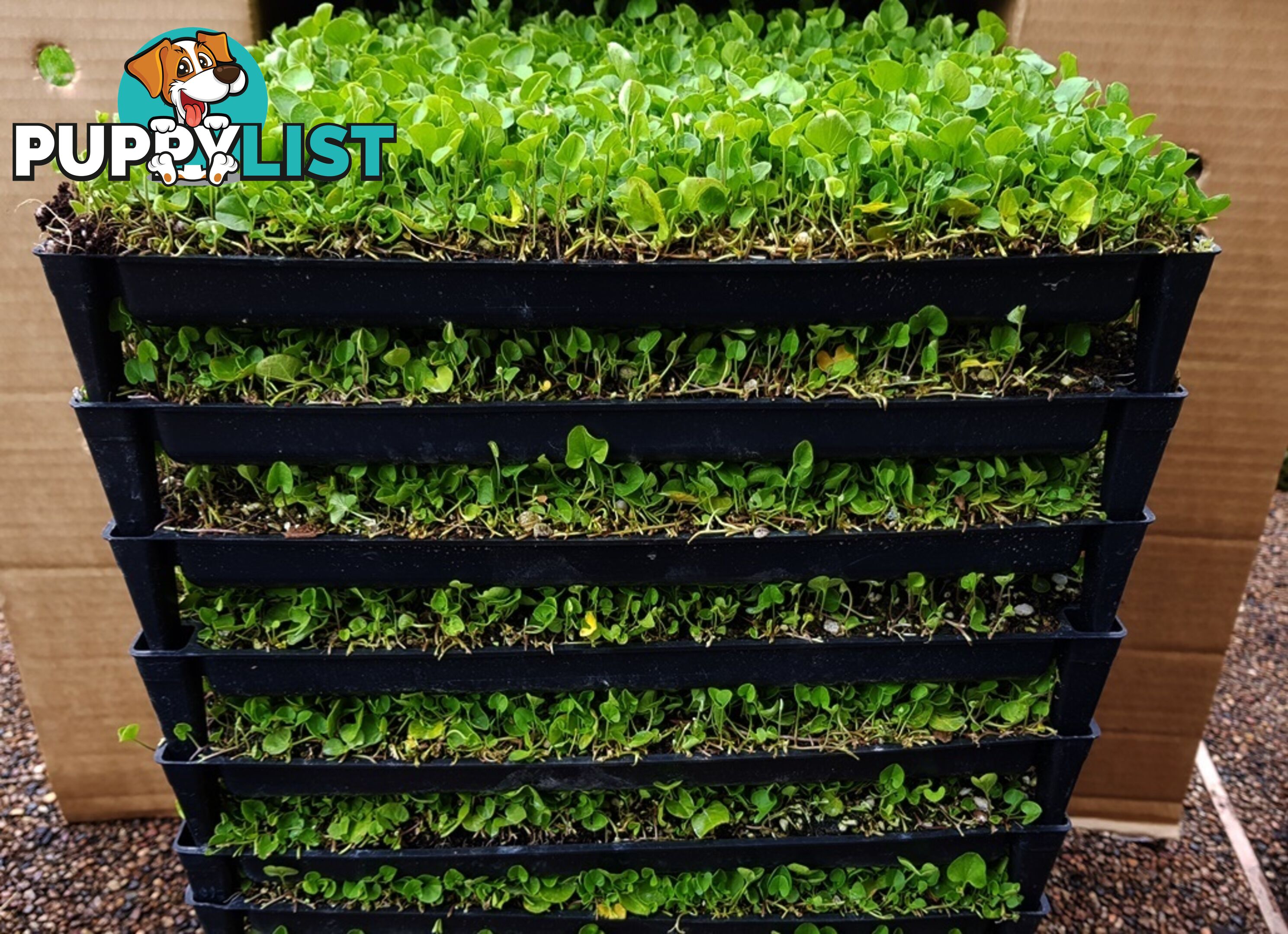 Trays of Dichondra Repens - A Lawn that does not require Mowing!!!