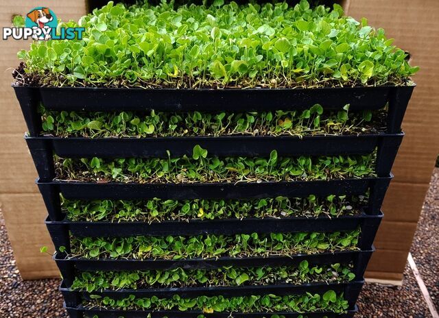 Trays of Dichondra Repens - A Lawn that does not require Mowing!!!