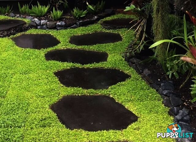 Trays of Dichondra Repens - A Lawn that does not require Mowing!!!