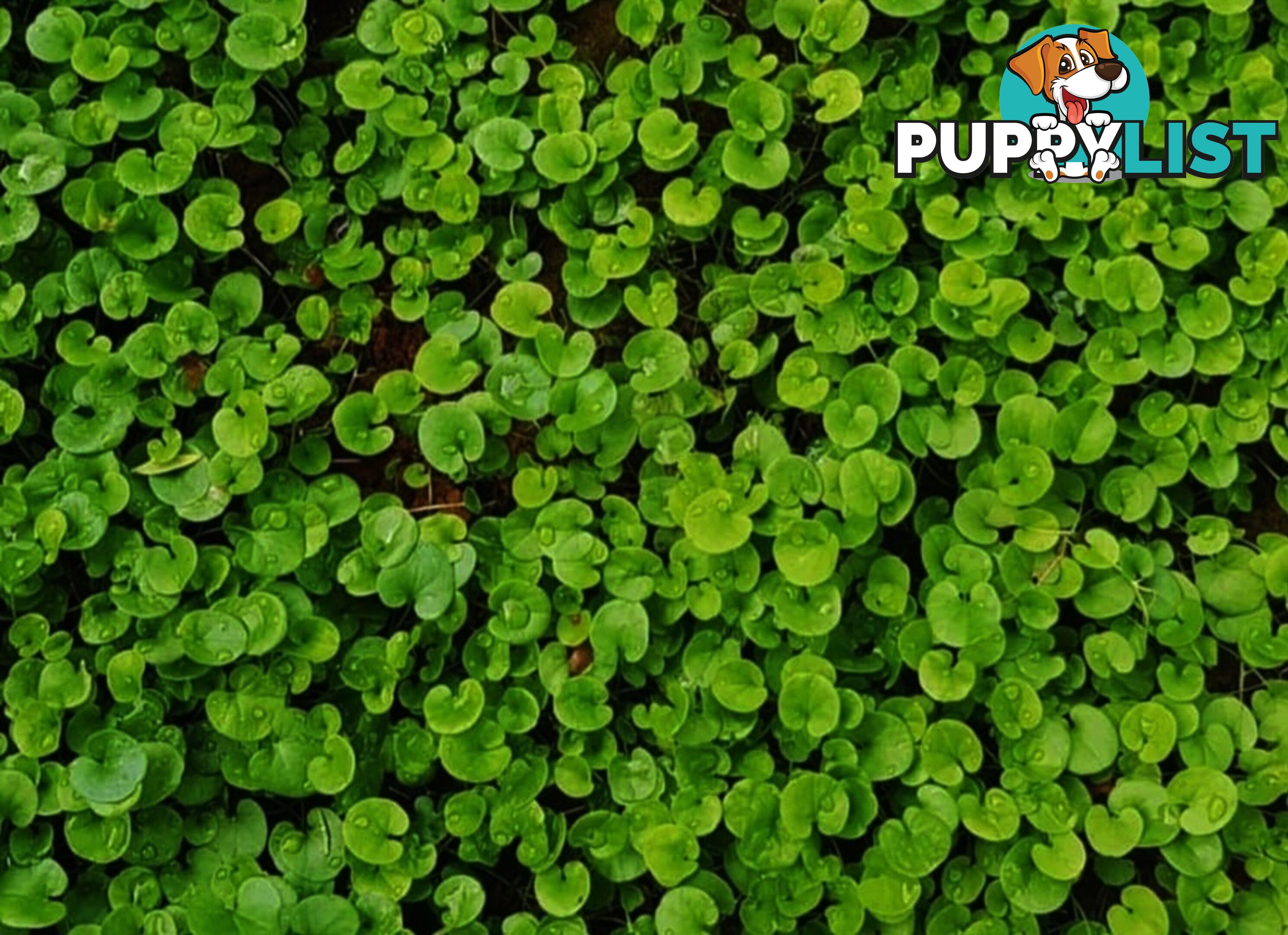 Trays of Dichondra Repens - A Lawn that does not require Mowing!!!