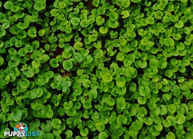 Trays of Dichondra Repens - A Lawn that does not require Mowing!!!