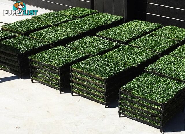 Trays of Dichondra Repens - A Lawn that does not require Mowing!!!