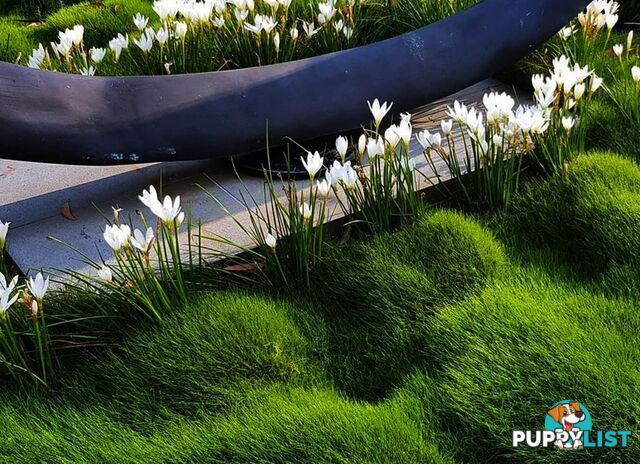 Zoysia No Mow Grass $7.00 per Pots Free Express Postage.