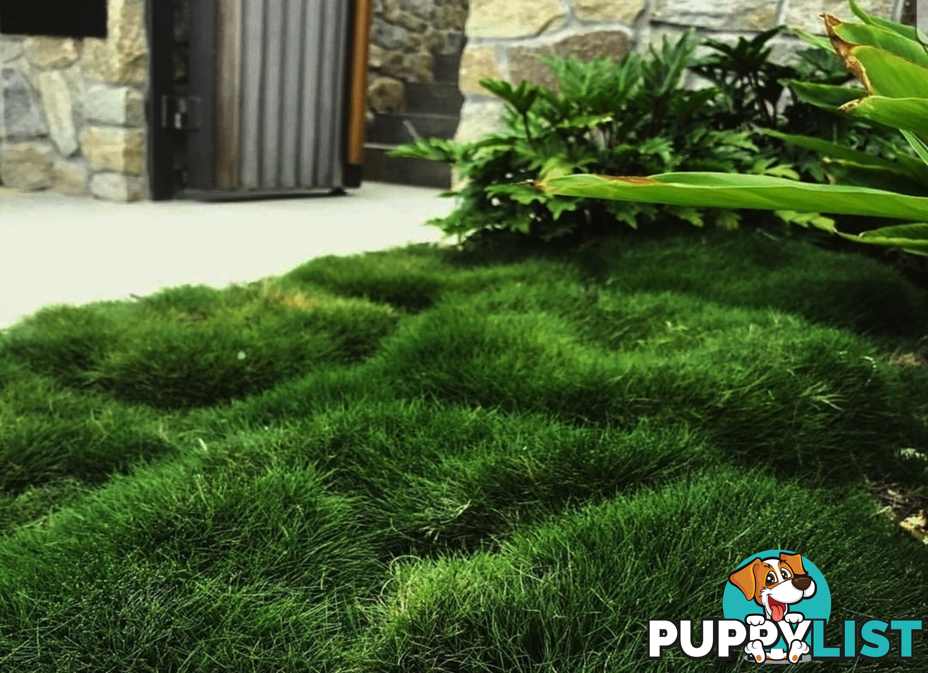 Zoysia No Mow Grass $7.00 per Pots Free Express Postage.