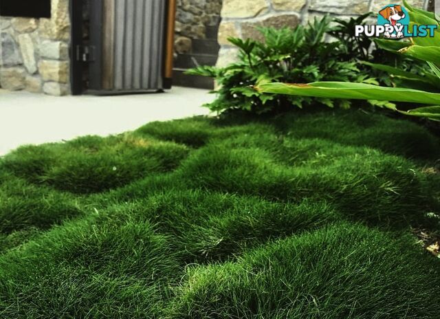 Zoysia No Mow Grass $7.00 per Pots Free Express Postage.