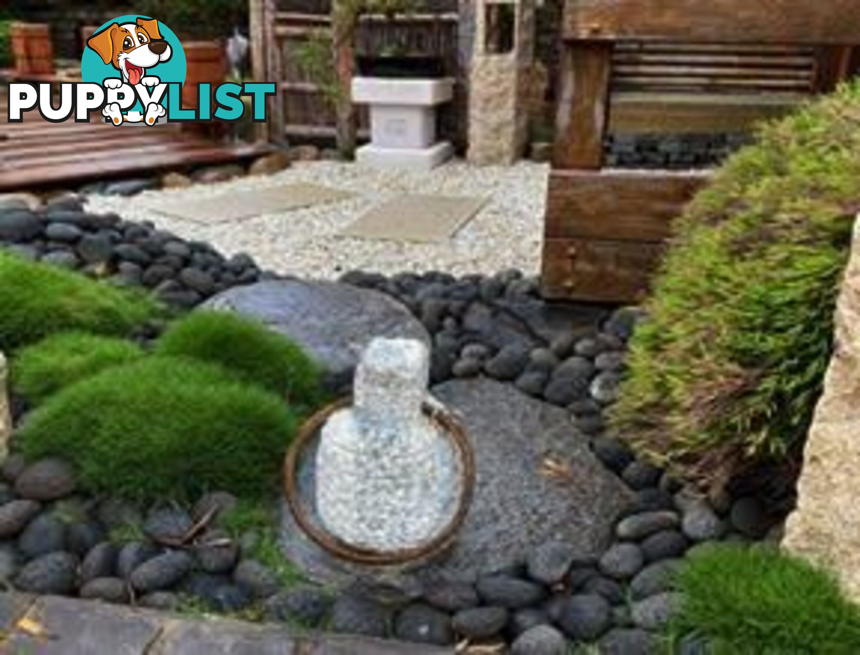 Zoysia No Mow Grass $7.00 per Pots Free Express Postage.