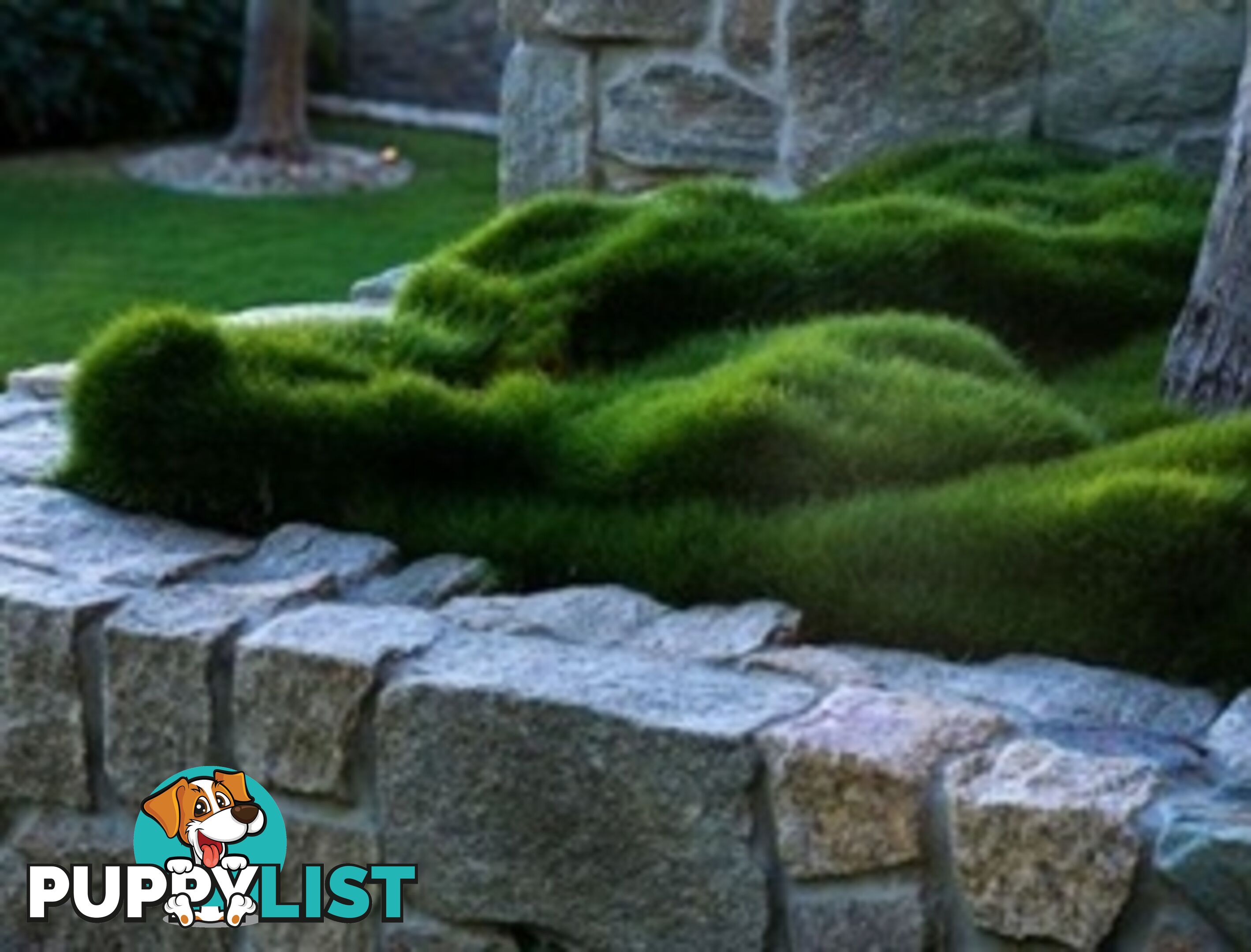 Zoysia No Mow Grass $7.00 per Pots Free Express Postage.
