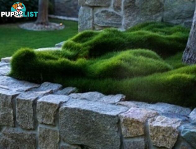 Zoysia No Mow Grass $7.00 per Pots Free Express Postage.