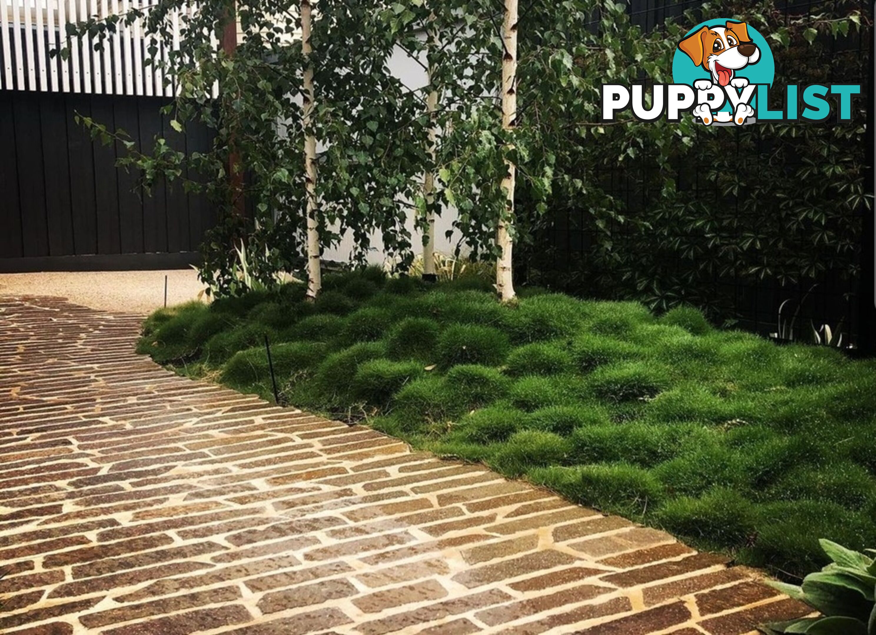 Zoysia No Mow Grass $7.00 per Pots Free Express Postage.