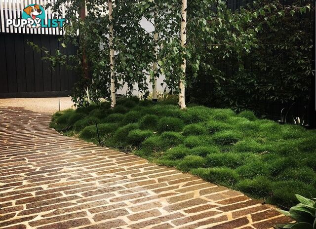 Zoysia No Mow Grass $7.00 per Pots Free Express Postage.