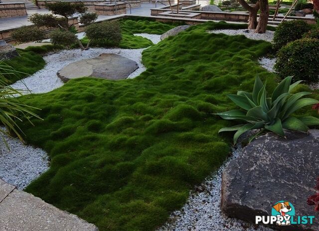 Zoysia No Mow Grass $7.00 per Pots Free Express Postage.