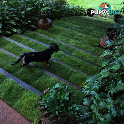 Trays of Korean Petting Grass (No Mow) $49 per Tray Free Courier Delivery to your home or site.