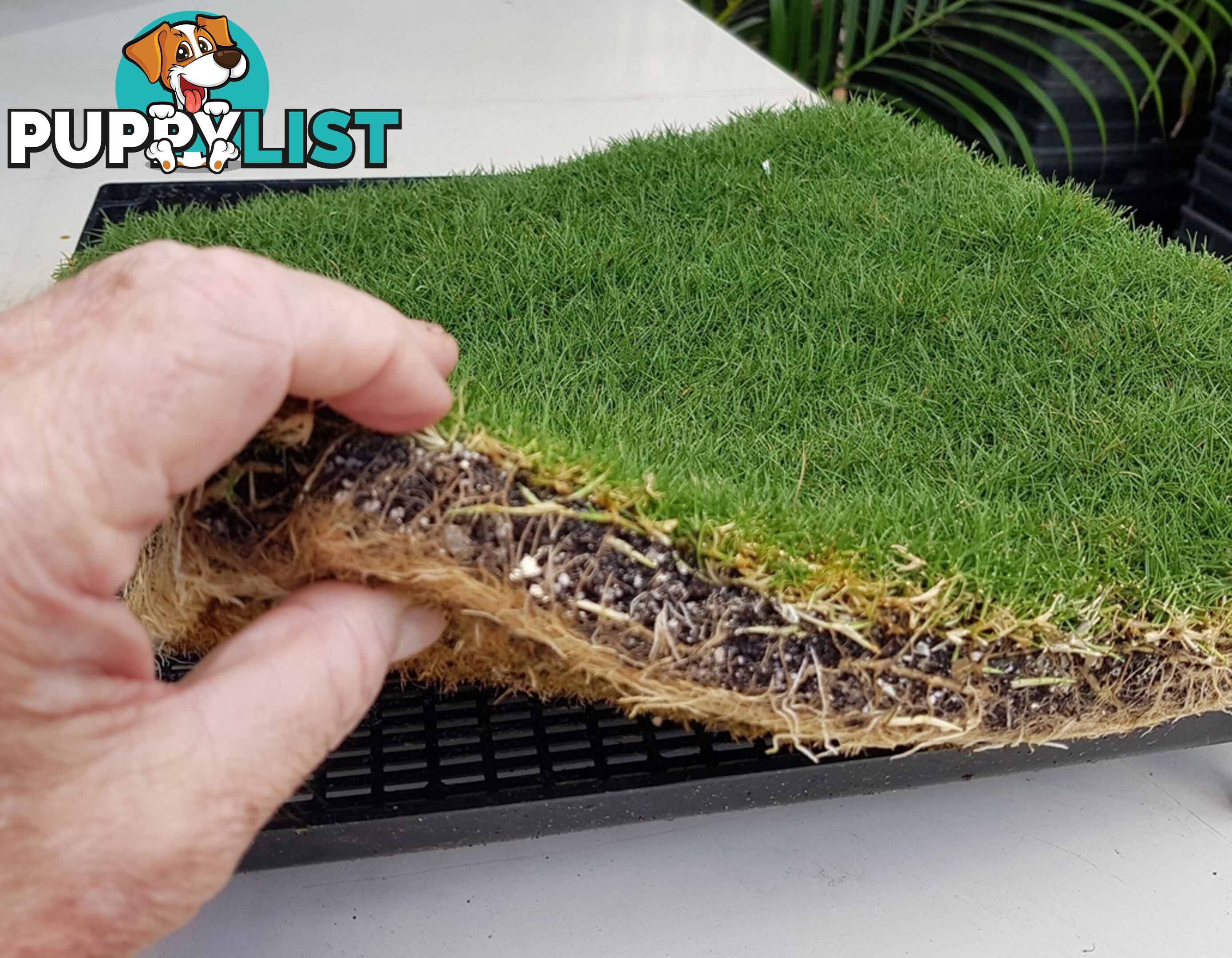 Trays of Korean Petting Grass (No Mow) $49 per Tray Free Courier Delivery to your home or site.