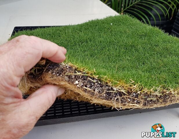 Trays of Korean Petting Grass (No Mow) $49 per Tray Free Courier Delivery to your home or site.