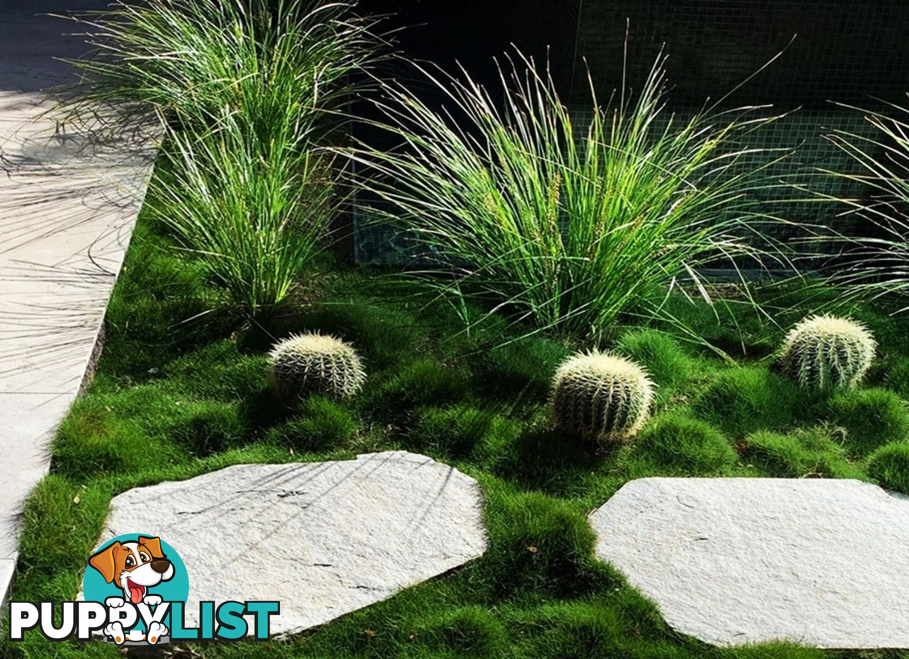 Trays of Korean Petting Grass (No Mow) $49 per Tray Free Courier Delivery to your home or site.