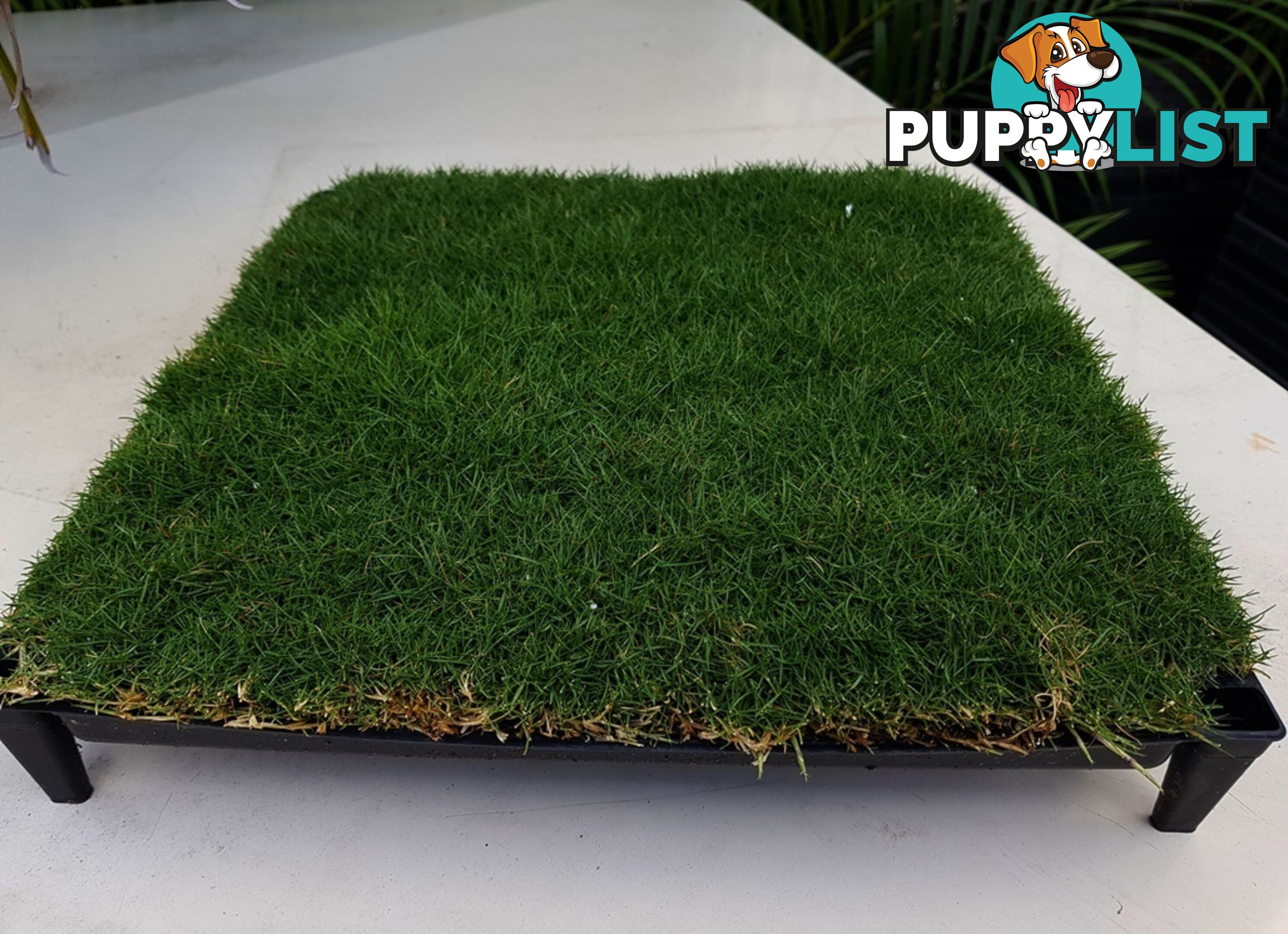 Trays of Korean Petting Grass (No Mow) $49 per Tray Free Courier Delivery to your home or site.