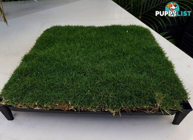 Trays of Korean Petting Grass (No Mow) $49 per Tray Free Courier Delivery to your home or site.