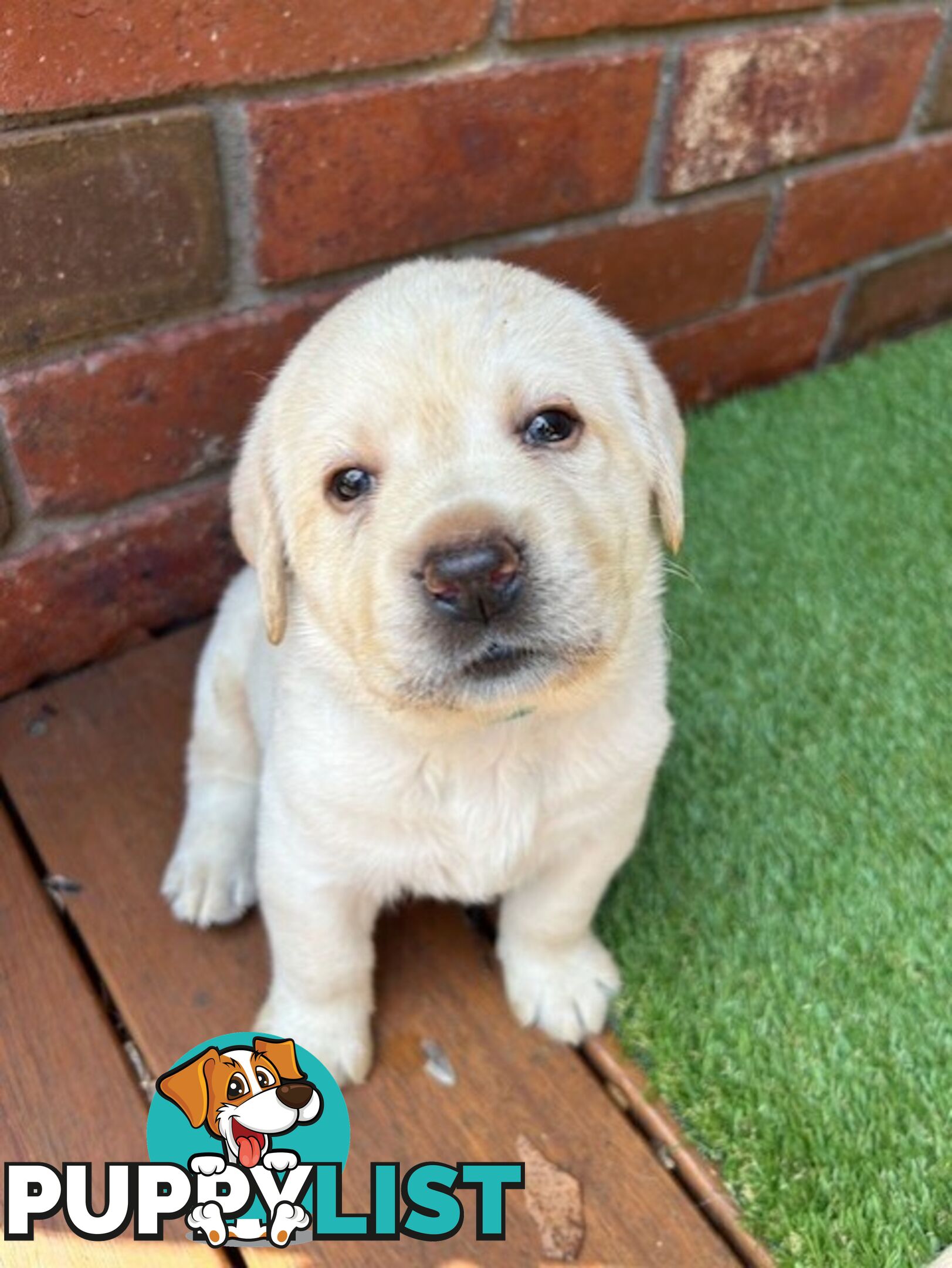 Pure bred Labrador puppies for Sale with pedigrees