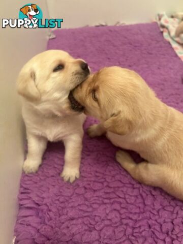 Pure bred Labrador puppies for Sale with pedigrees