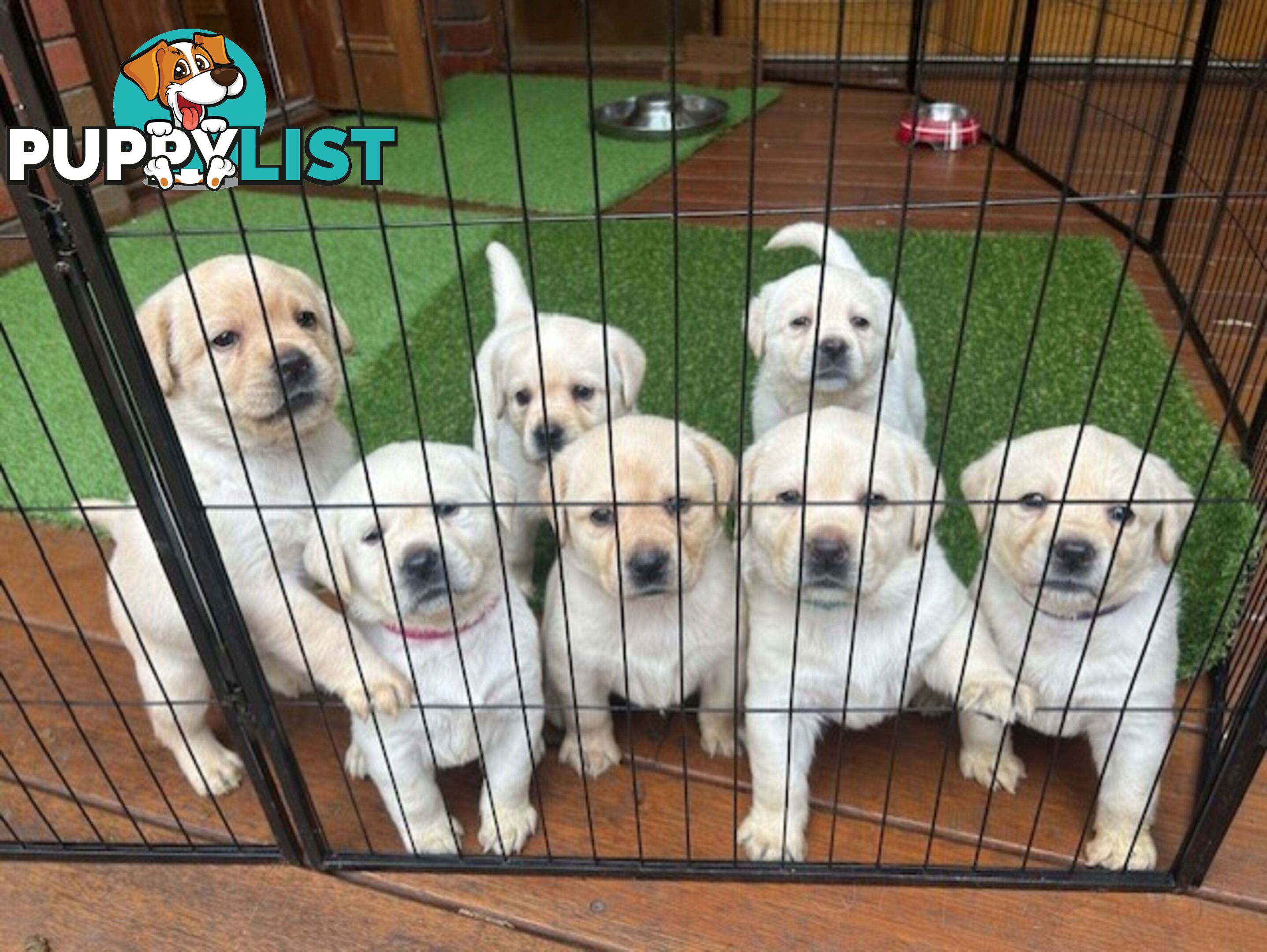 Pure bred Labrador puppies for Sale with pedigrees