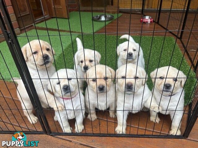 Pure bred Labrador puppies for Sale with pedigrees