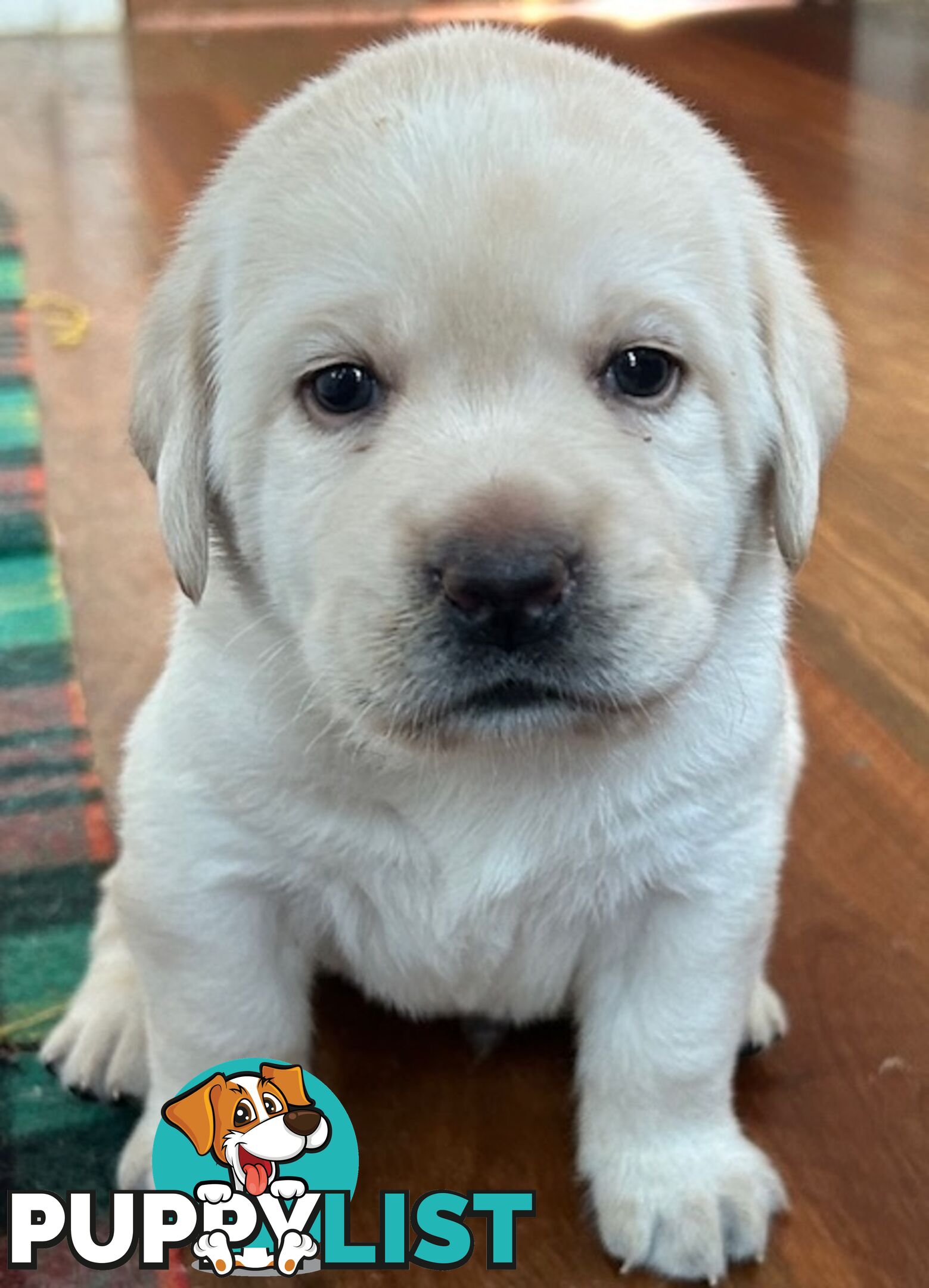 Pure bred Labrador puppies for Sale with pedigrees