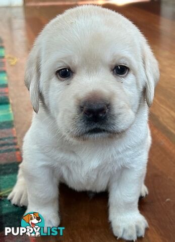 Pure bred Labrador puppies for Sale with pedigrees