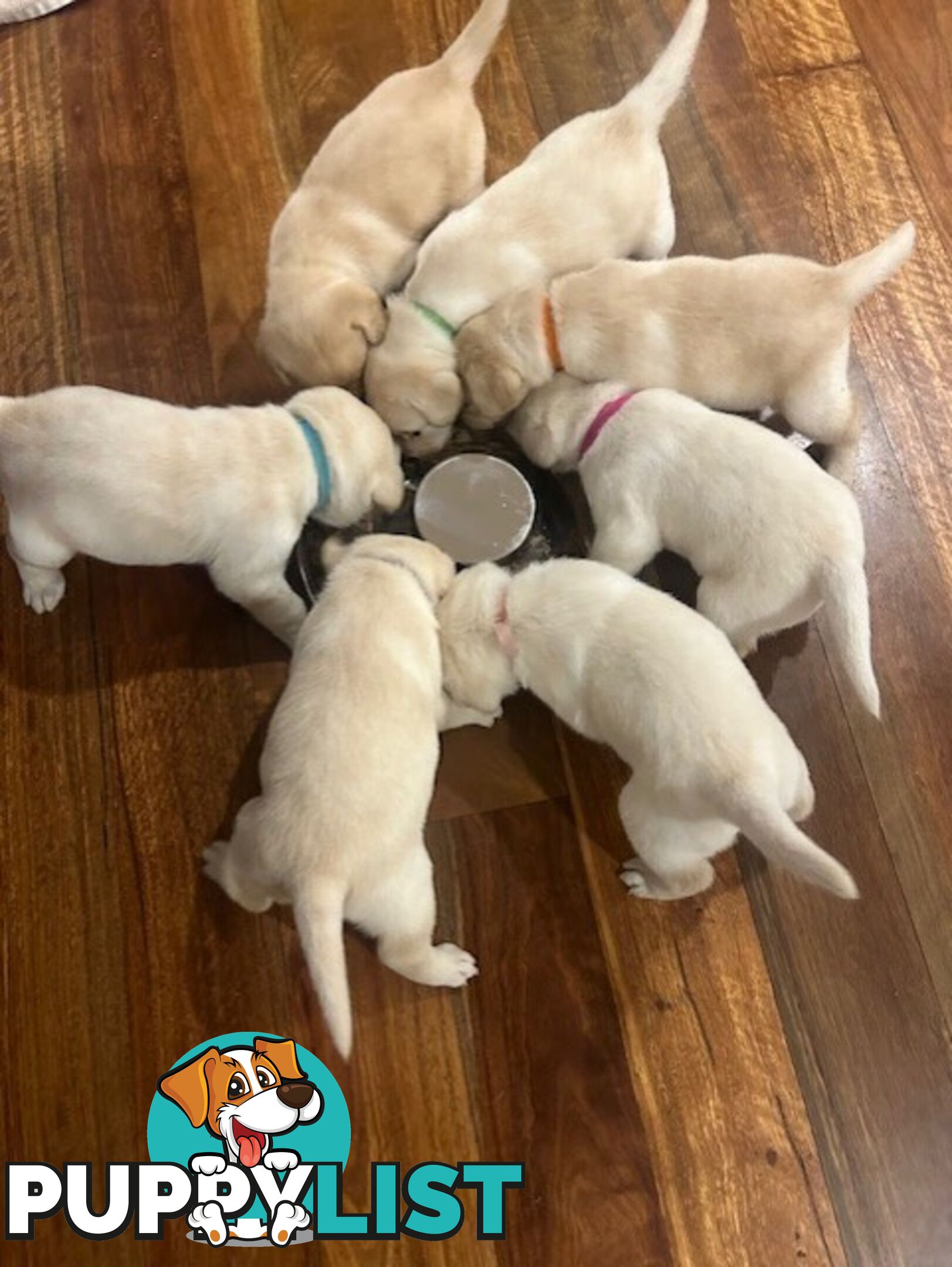 Pure bred Labrador puppies for Sale with pedigrees