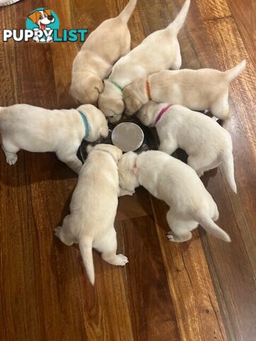 Pure bred Labrador puppies for Sale with pedigrees