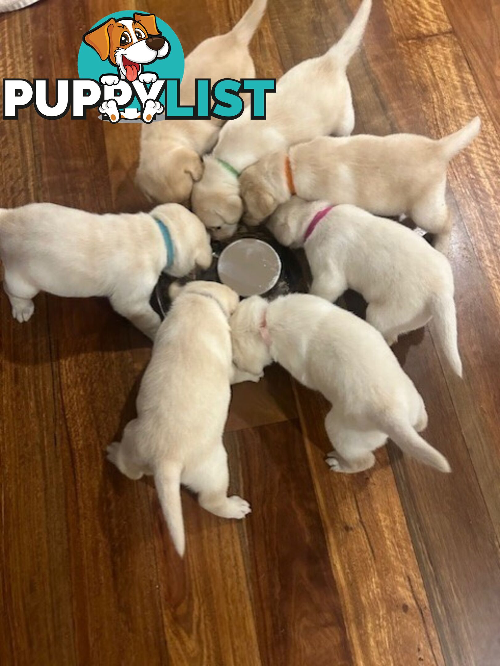 Pure bred Labrador puppies for Sale with pedigrees