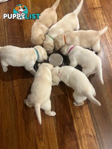 Pure bred Labrador puppies for Sale with pedigrees