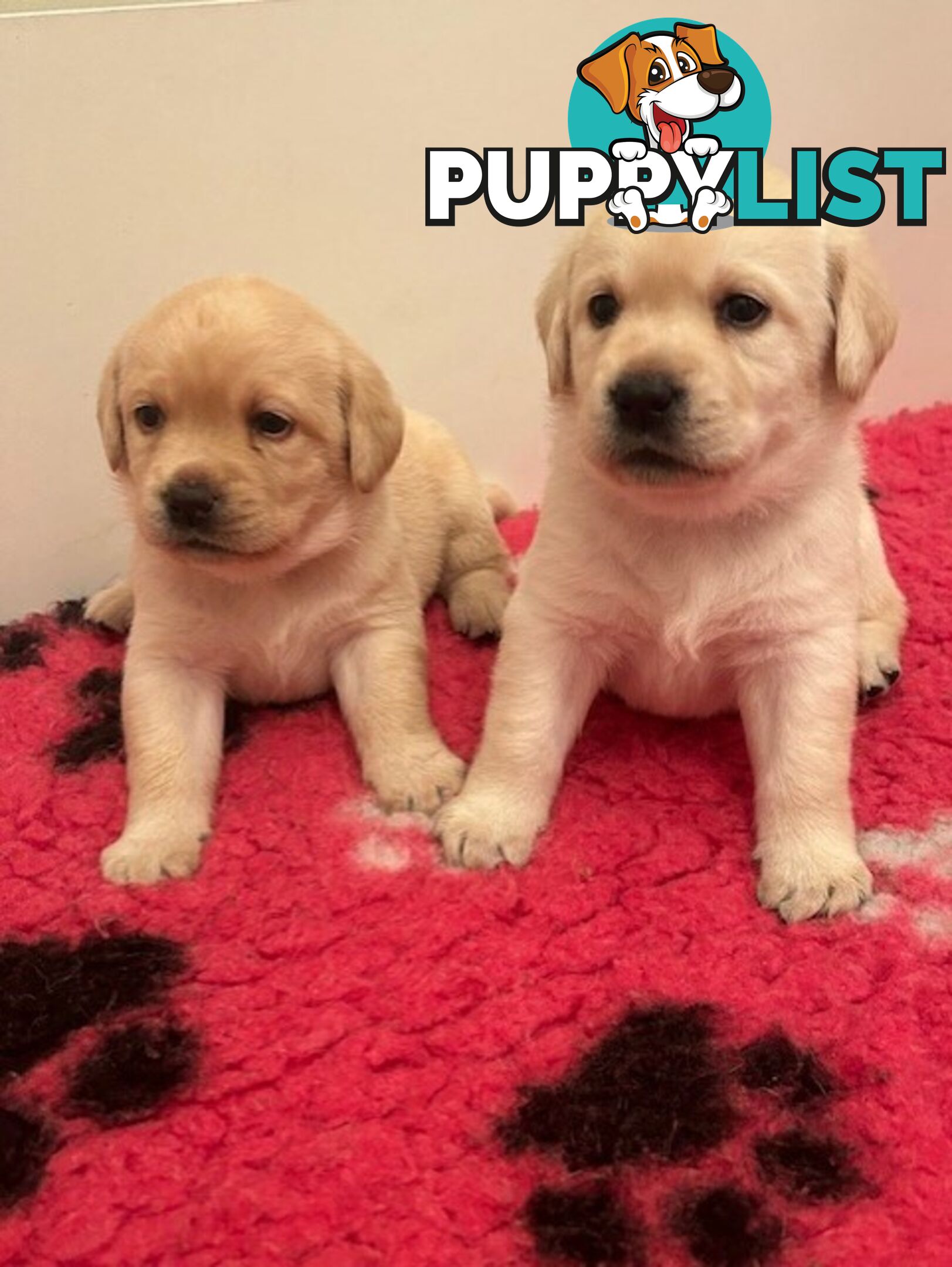 Pure bred Labrador puppies for Sale with pedigrees