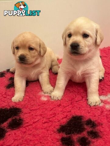 Pure bred Labrador puppies for Sale with pedigrees