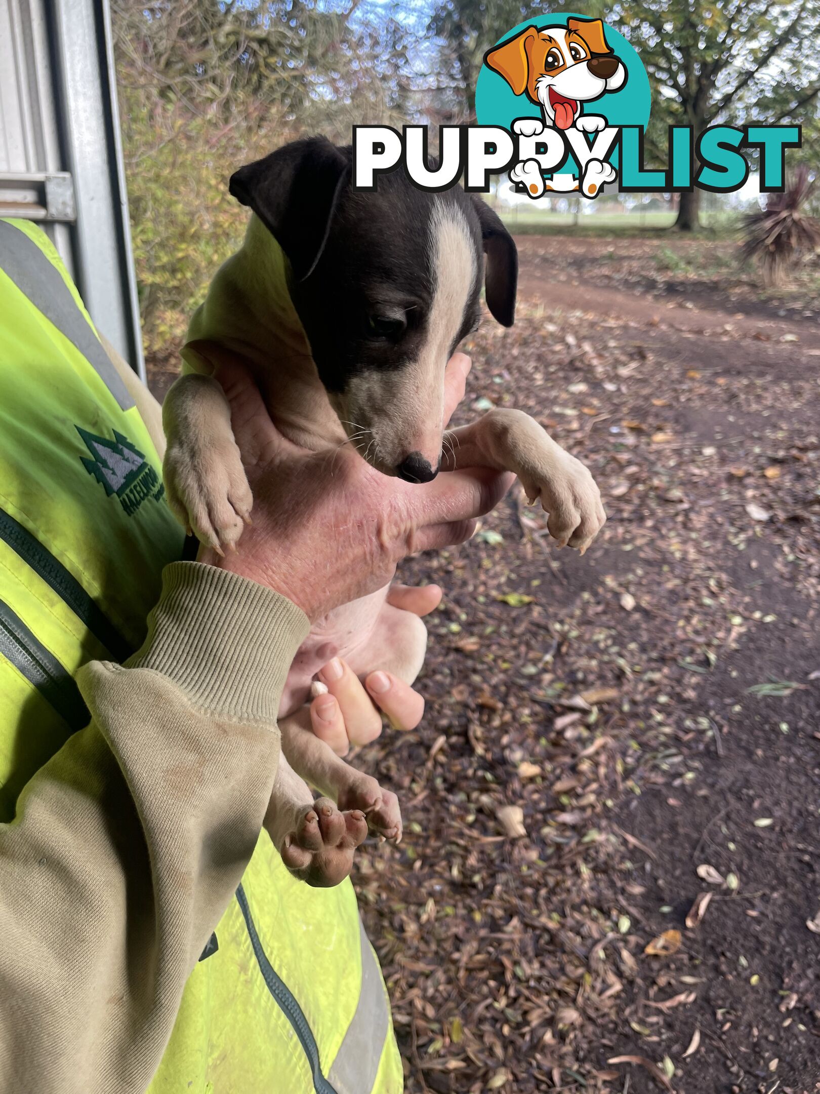 Whippet Puppies