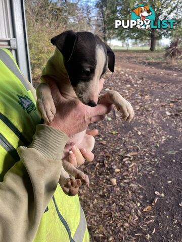 Whippet Puppies