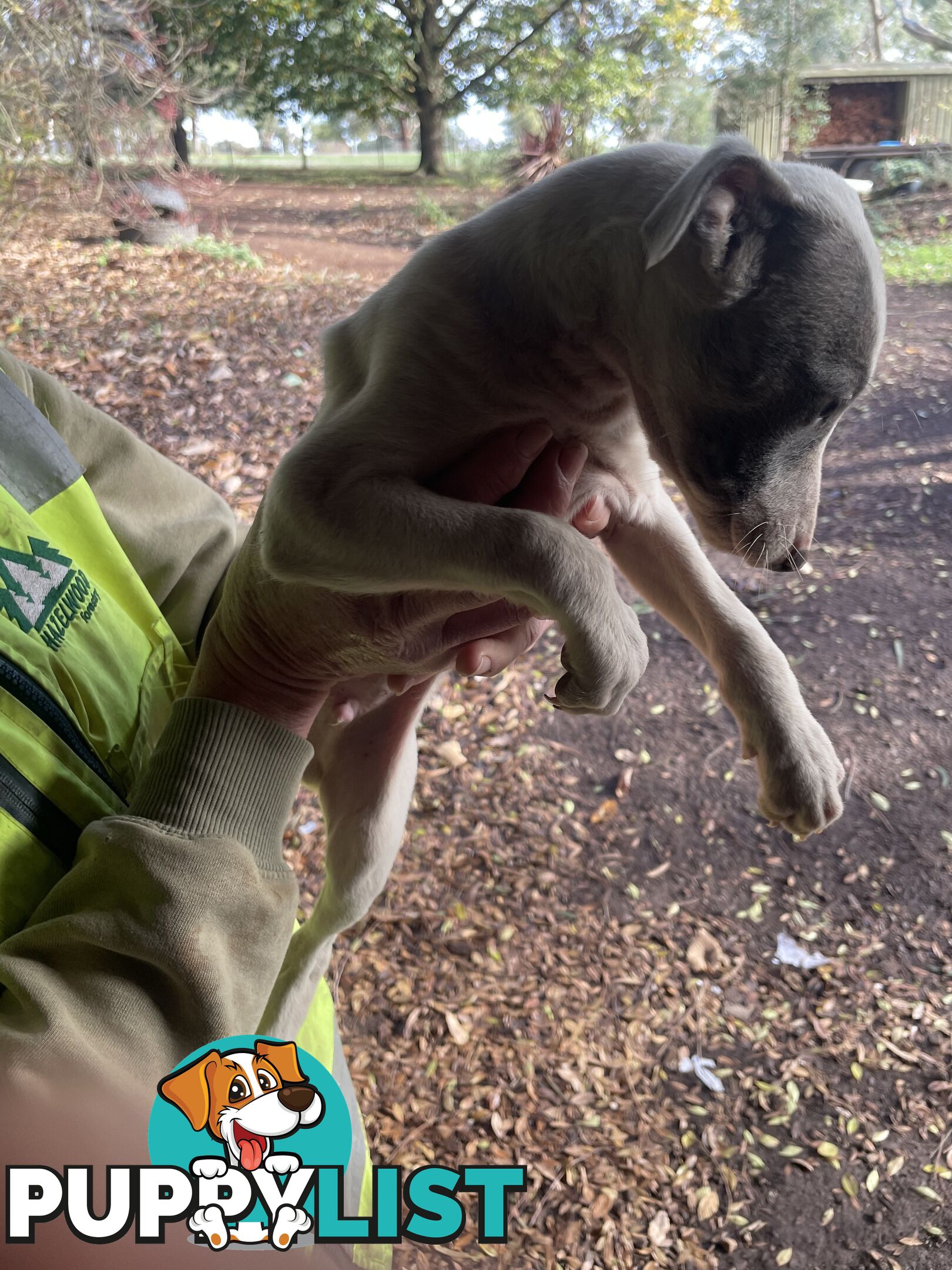 Whippet Puppies