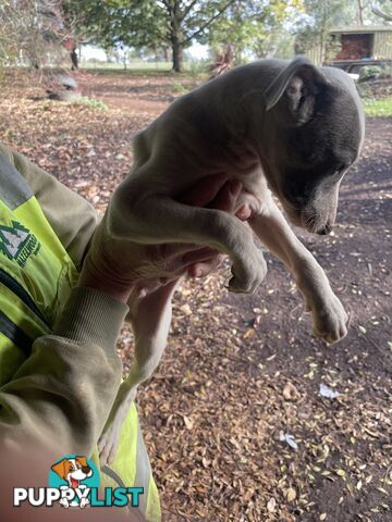 Whippet Puppies