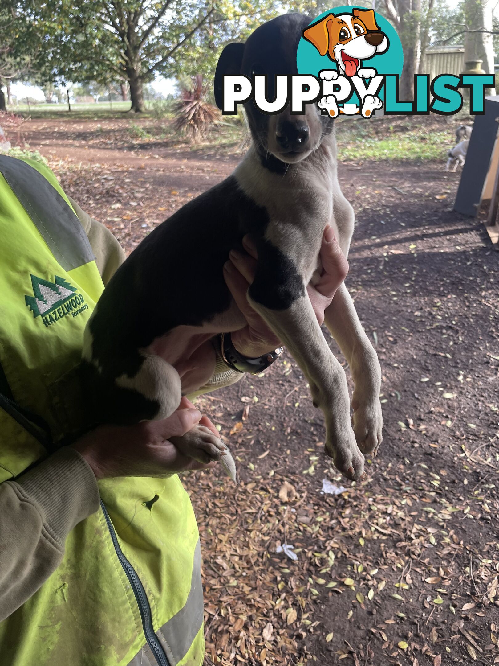 Whippet Puppies