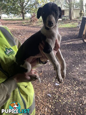 Whippet Puppies
