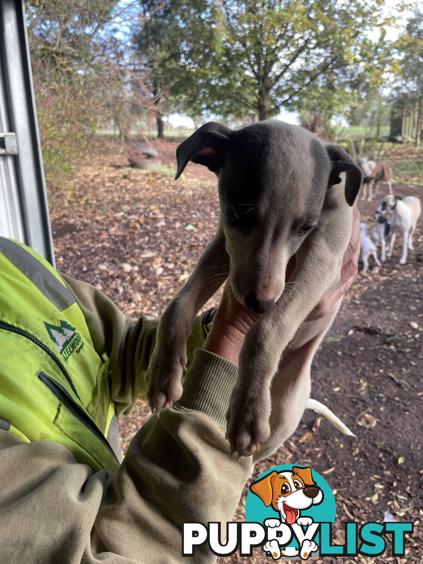 Whippet Puppies